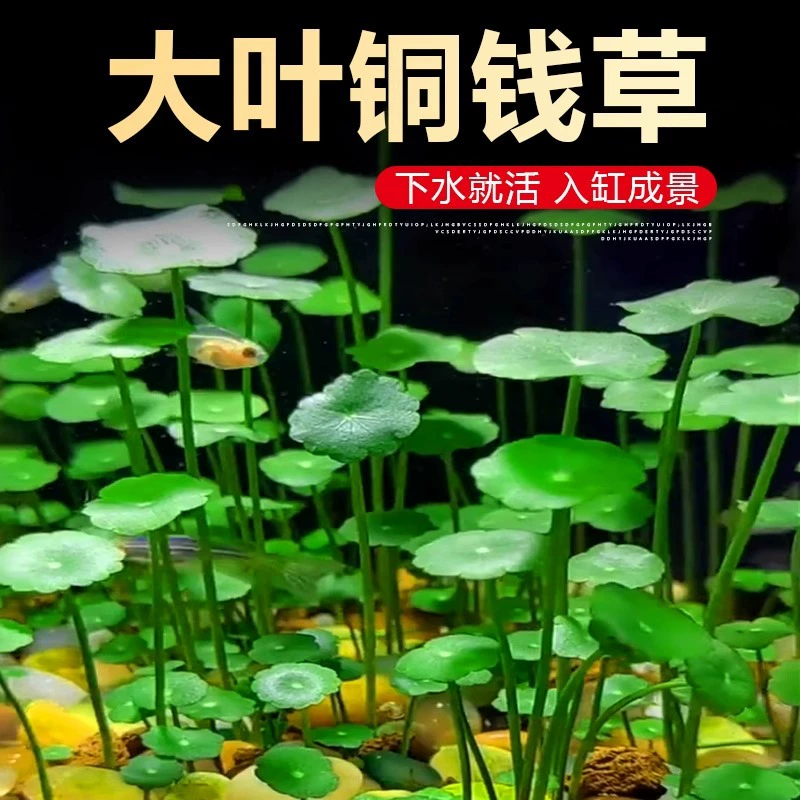 Премиум-растение с крупными листьями, гидропонное растение и рыбная совместная культура, аквариум с пеннивортом, специальное ландшафтное водное растение для очистки качества воды