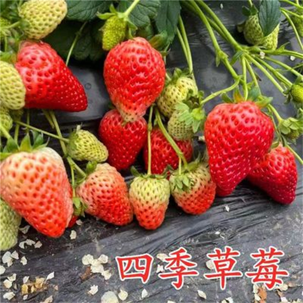 批发奶油草莓苗红颜四季盆栽庭院地栽草莓苗盆栽果树当年结果