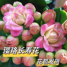 长寿花批发大花璎珞花悉尼粉色金绿巴黎金丝雀洛神带花苞成品盆栽