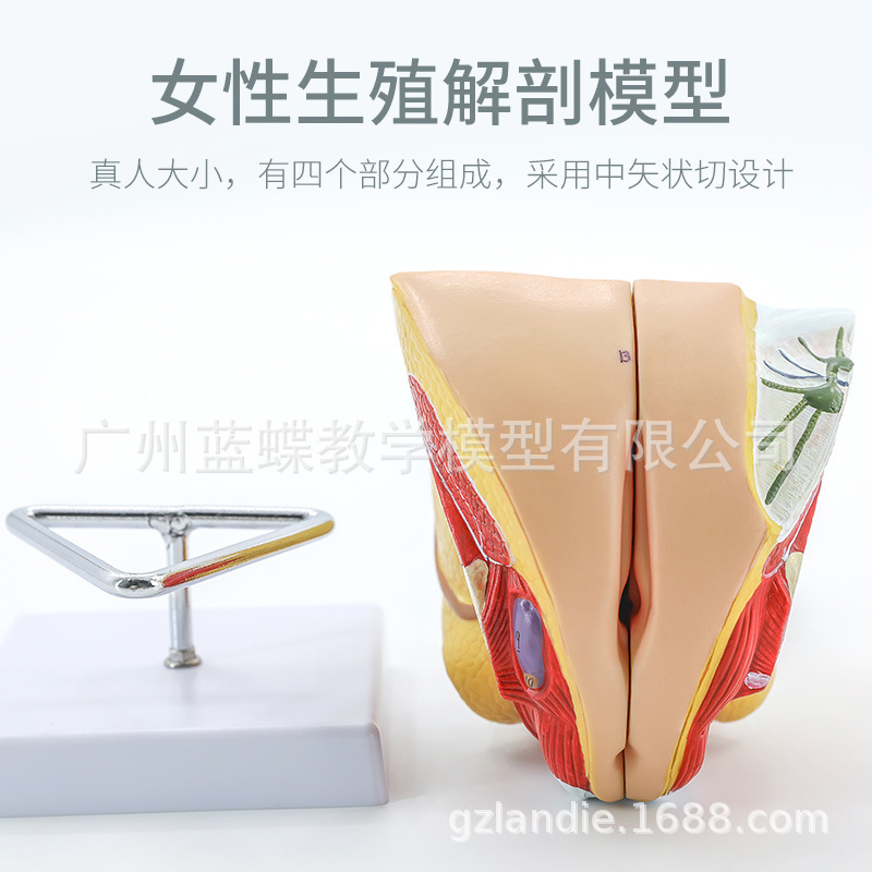 女性生殖器解剖-主图5