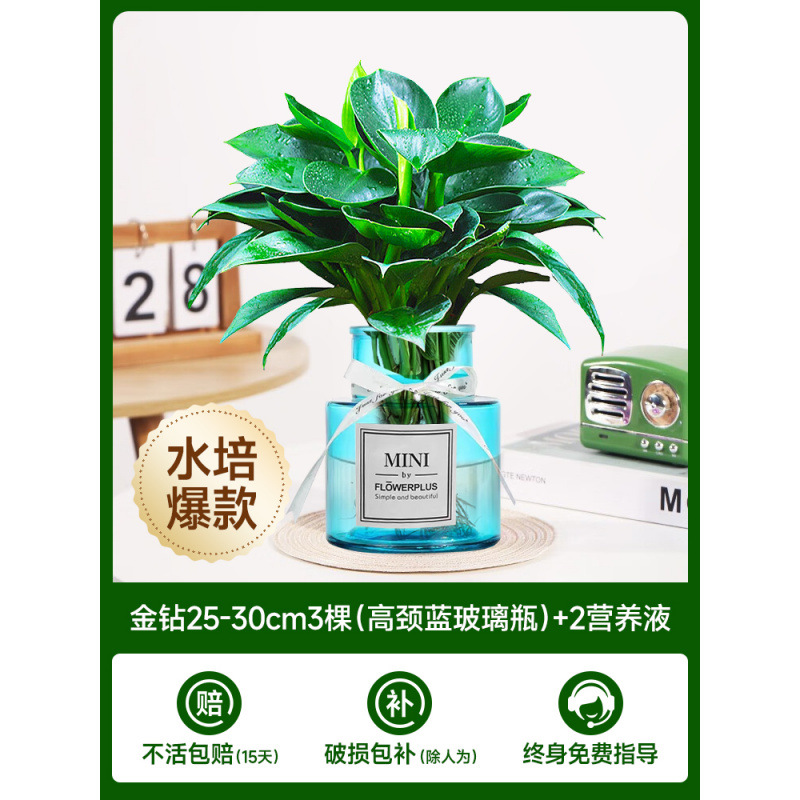 수경 금다이아몬드 25-30cm 3그루(하이넥 파란색 유리병) + 영양액 2개 [수경폭발]