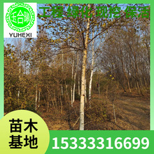 ט @־Gֲט AԭľΘG טС