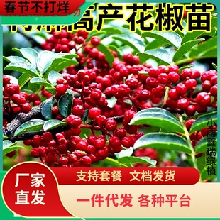 һ�����l��t�ۻ������ʳ���������Ե����ϱ��Nֲ�������Ĵ��齷