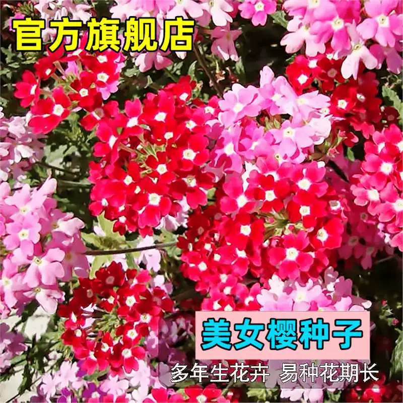 Красивые семена вишни цветут в любое время года, взрывные цветы в горшках, балконные садовые растения во дворе, свежие семенные украшения.