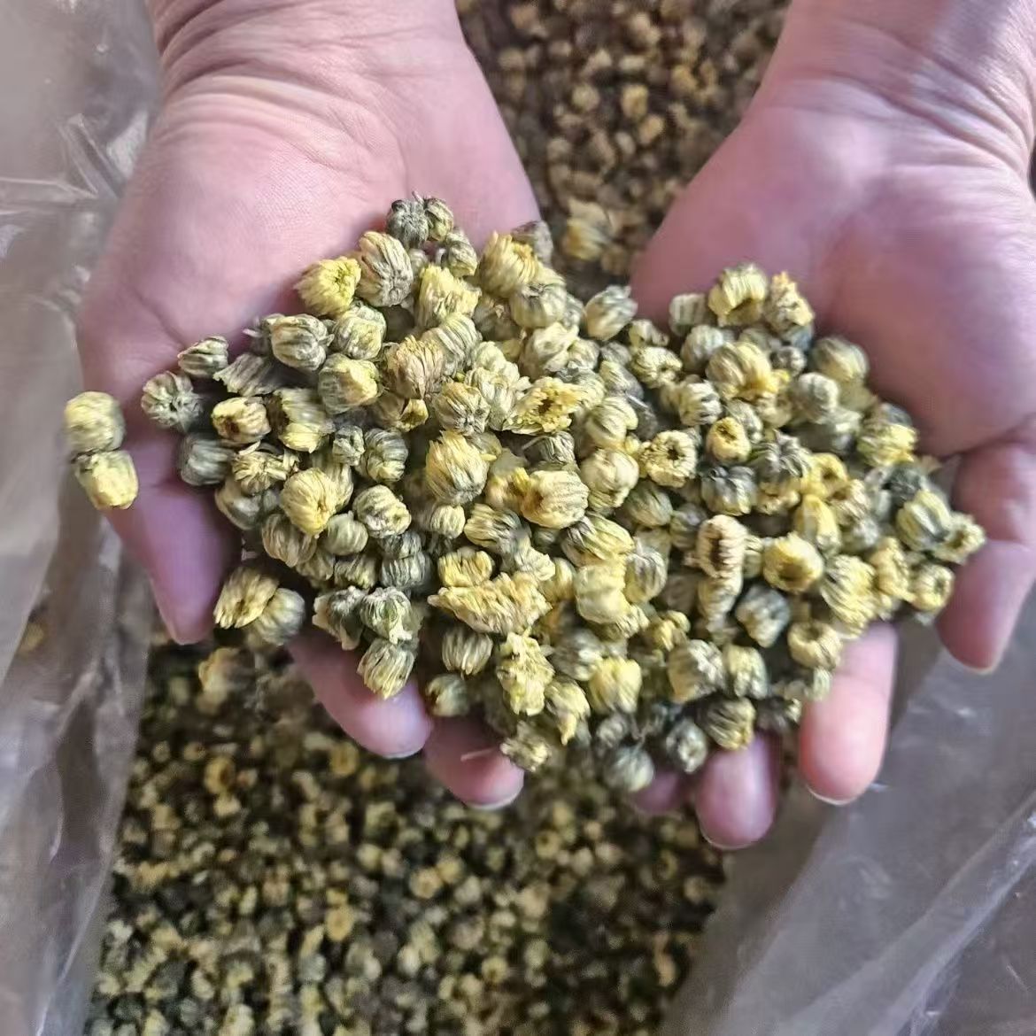 Premium Tai Ju Dried Chrysanthemum Buds 1000g Traditional Herbal Flower Tea for Brewing key features
