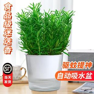 �Ե������Կ�ʳ��ţ����ˮ������㱡���~���K���r�_�������ֲ��