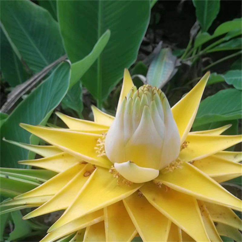 Сычуань База Оптовая Наземное Крыло Jinlian Чиба Лотос Тысяча Клапанов Мать Лотоса Jinlian Наземное Крыло Рассада Лотоса Горшечное Растение