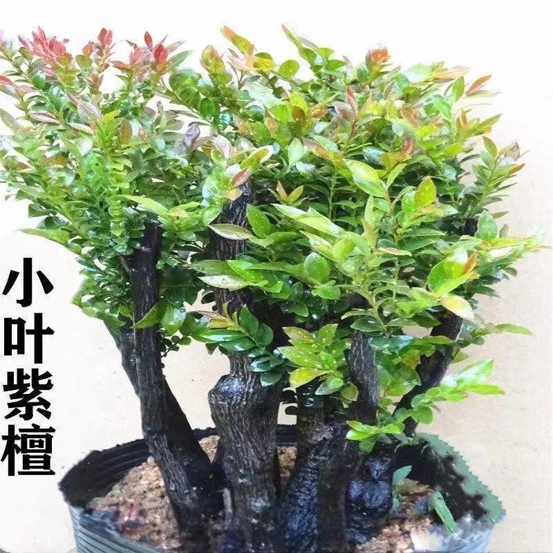 名贵小叶紫檀盆景树桩室内花卉植物办公桌面绿植树苗四季常青盆栽