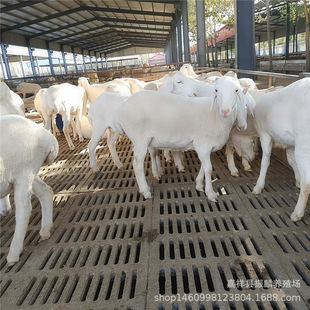 Сβ����F؛���^�s����N����r�� Сβ���^̥����������