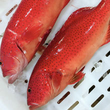 東星斑鮮活現捕新鮮石斑魚燕尾深海海魚瓜子海鮮水產紅斑廠家直銷