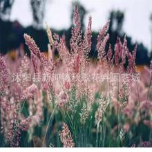 ���۲ݷN�����ݷN�Ӄ��|������Ϸ�ɳ�����ݷN���۲�