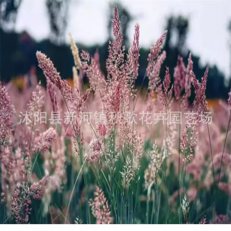 Патока семена травы кормовой травы Семена высококачественного корма для птицы профилактика песка и фиксация почвы семена травы сахарный сорняк