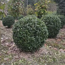 ���~�S�����f��������~�S��G�h�ڷ�80-150���ֻ���ֱ�l