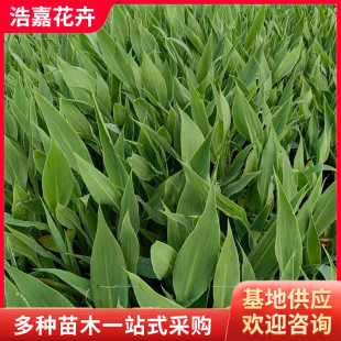 Aquatic Plants Wholesale Aquatic Canna Aquatic Canna Variety Multi-Water Body Wetland Greening Aquatic Canna