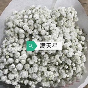 Wholesale of Gypsophila Flowers from Yunnan Base, Direct Shipment of Fresh White Gypsophila, Illos Million Star Wedding Flowers