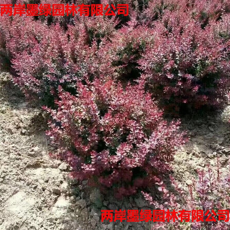基地批发红叶小檗球 规格齐全紫叶小檗灌木球 街道工程绿化盆栽