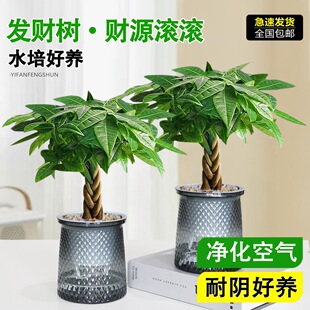 �帣�p�Ӱlؔ��С����ֲ���辰�k���҃�����Gֲ�������ˮ��ֲ��