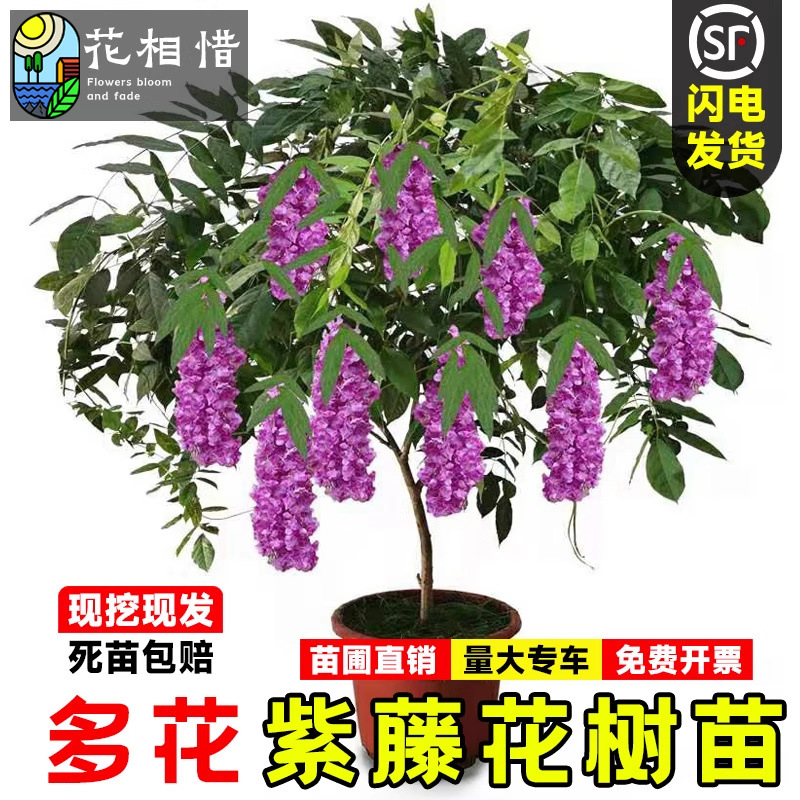 紫藤花树苗庭院大型爬藤攀援花卉耐寒风景树盆栽四季多花紫藤小苗