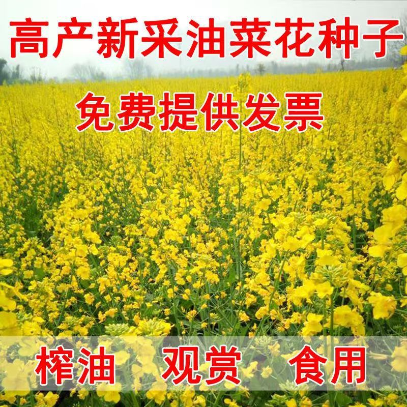 油菜种子工程绿化景观园林榨油油菜花花籽花海花镜观赏油菜花种子