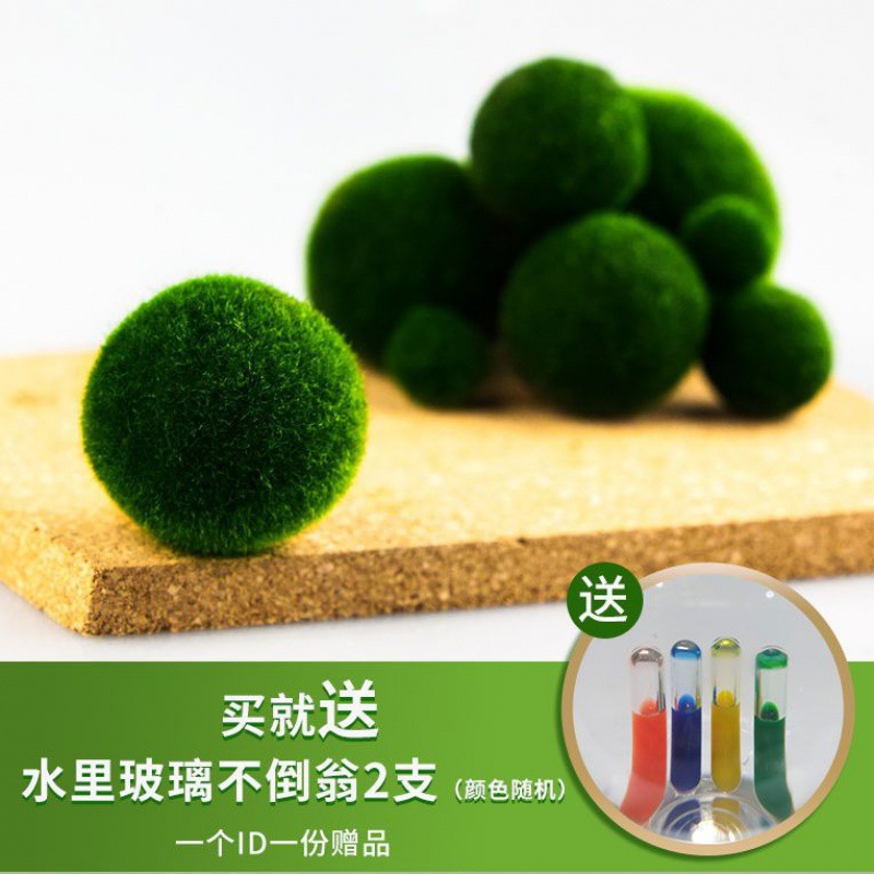 包邮幸福海藻球微景观生态瓶水培植物球藻迷你植物批发