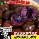 山东寿光黑色小番茄即食黑珍珠圣女果花青素紫色水果现摘顺丰包邮