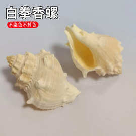 天然海螺贝壳 白拳香螺 寄居蟹替换鱼缸造景 家居装饰小朋友创意