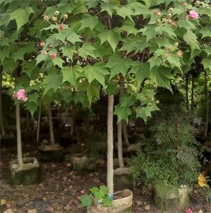 ľܽ�ؾ�˪����ܽ��ܽ�ػ�