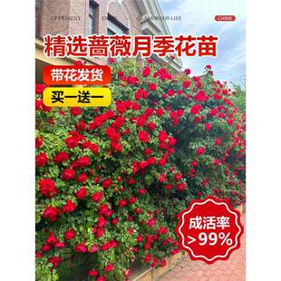 �Nޱ�����ٱ��¼��ش󻨘�ͥԺ����ֲ�ﻨ�������̨õ���ļ��_��