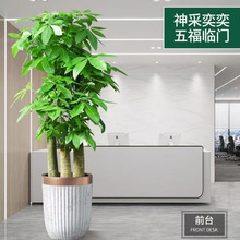 步步高发财树室内绿植卧室好养净化空气吸甲醇客厅大盆绿植办公室