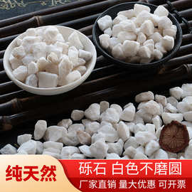 天然白色 碎石 砾石 石子  园林造景 水处理 盆栽铺面 出口