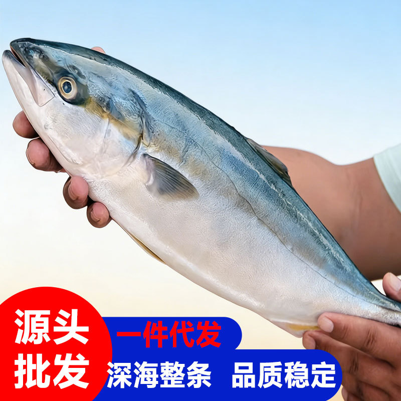 原装整青甘鱼油甘鱼黄尾鰤五条狮鰤鱼青甘鱼黄尾狮平政章红鱼批发
