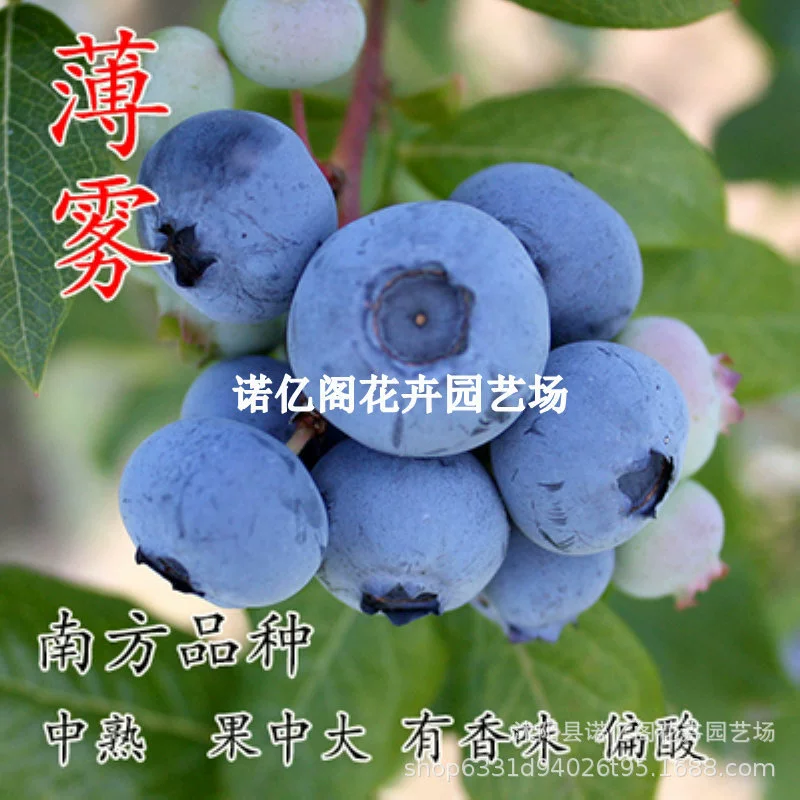 Кроличий глазной туман Прививка рассады черники с посадкой в почву на юге и севере Посадка в горшке Рассада года Плодотворение рассады черники