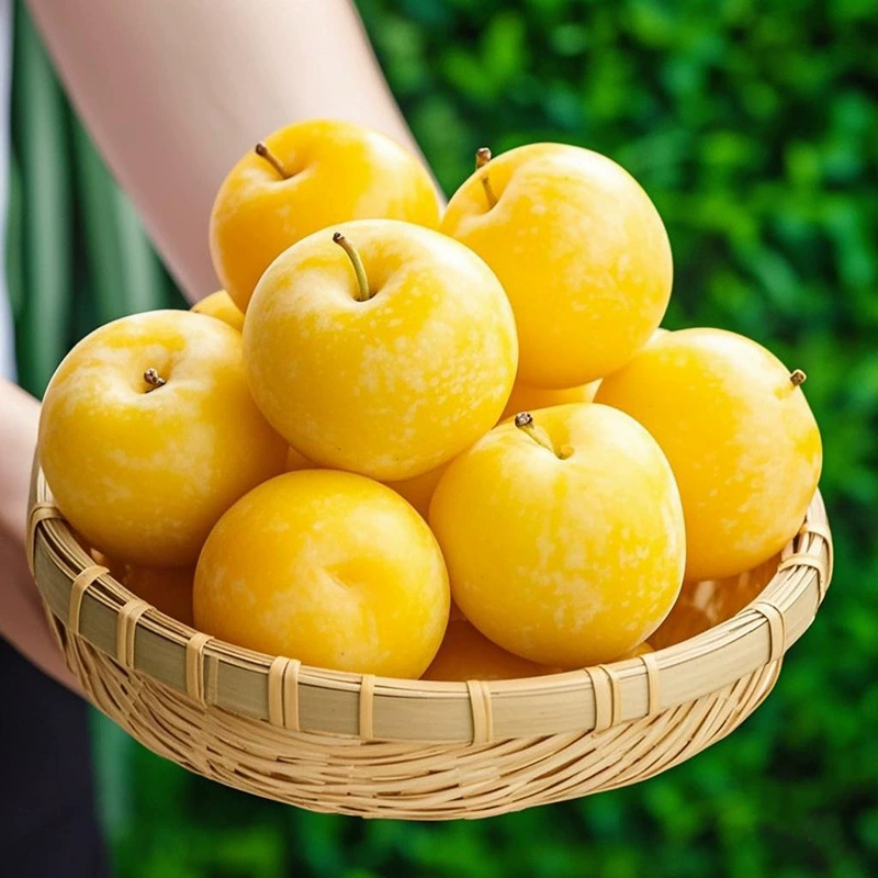 Большие сливки желтого цвета, раннеспелые медовые сливы, сезонные свежие фрукты для беременных, целая коробка черных слив, кислые и хрустящие мартовские сливы.