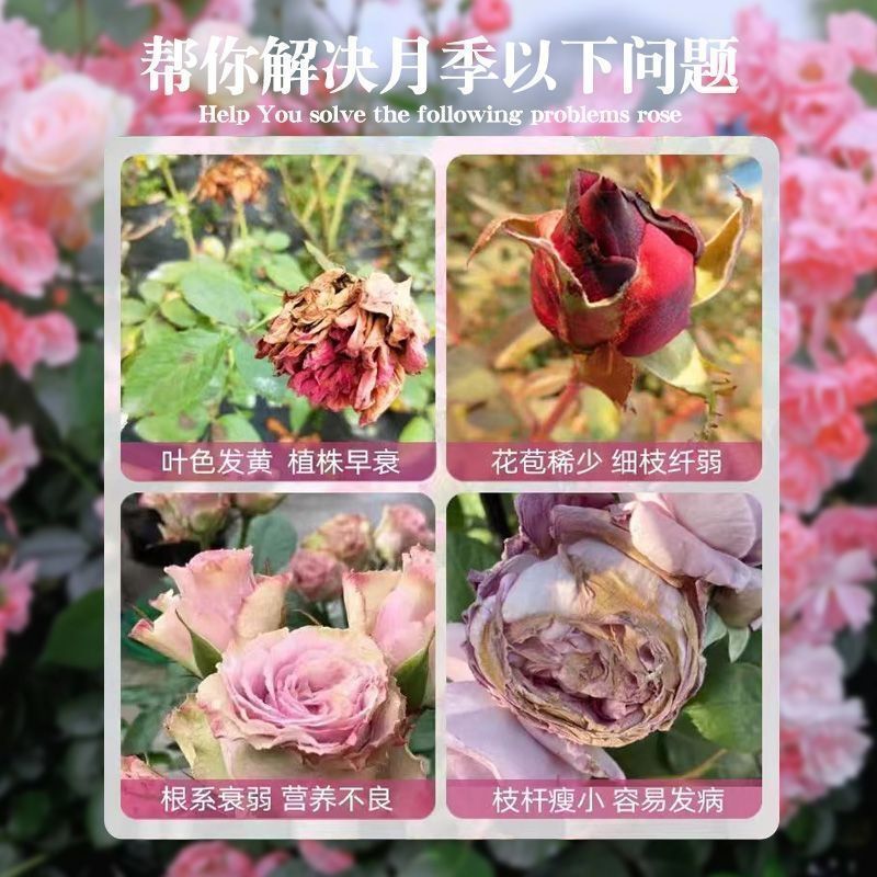 バラの病原菌の流通と配送、バラの花専用薬、黒点、白粉、黄葉、家庭園芸用一般花肥料|undefined