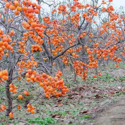 甜脆柿子苗树嫁接无核日本大黑柿子果树苗南北方种植地栽包结果