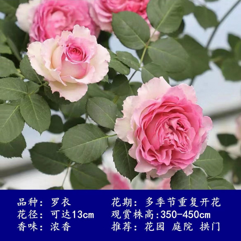 Flores de gran pila de rosas de rosa de temporada vieja, plantas de patio fragrantes, flores de balcón, flores de flores de rosa de rosa en todas las estaciones image 24