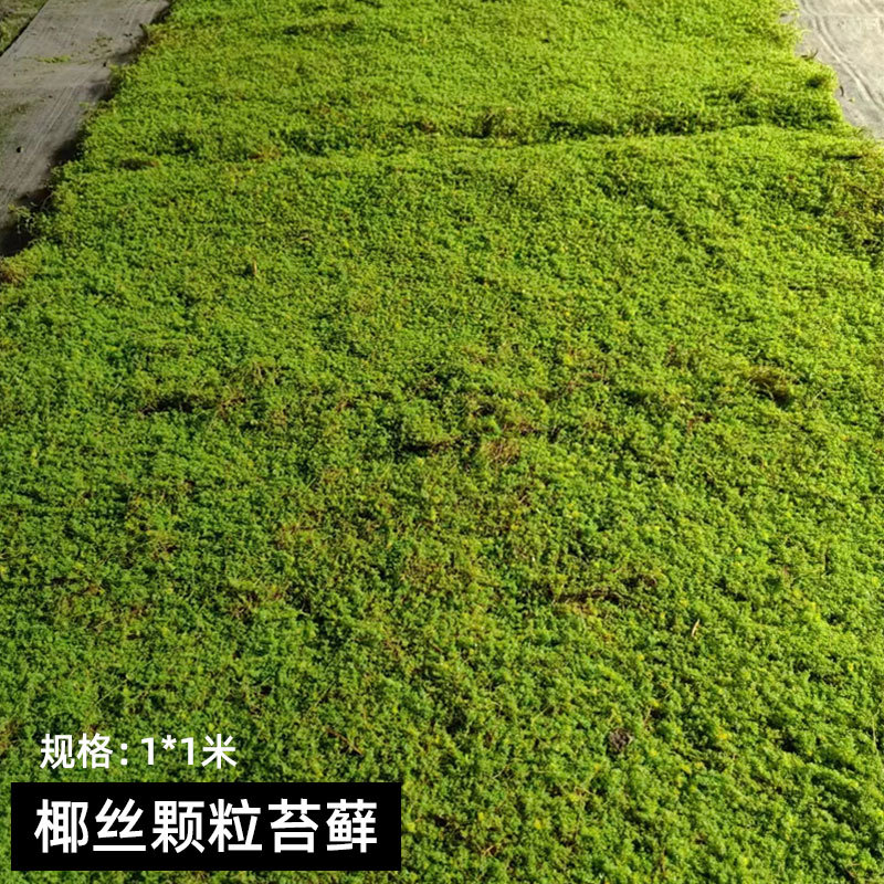 椰丝颗粒苔藓1_1米.jpg