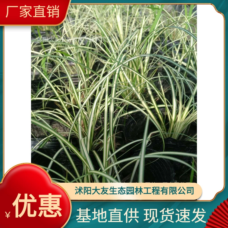Jinye Carex Base Оптовая продажа сортов собственного производства Полный проект ландшафтного дизайна Озеленение рассады