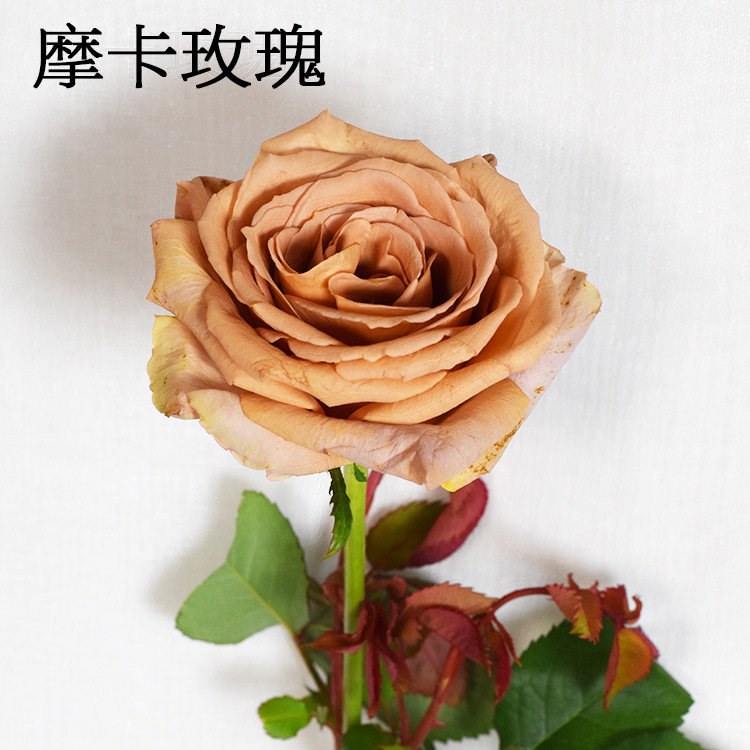 [摩卡玫瑰]复古玫瑰 云南昆明直供批发 鲜花装饰插花婚庆花店|ms