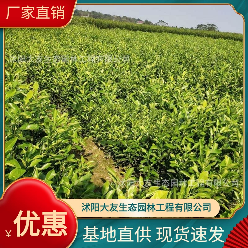 База Оптовая Продажа Саженцев цитрона Саженцы живописного района Ландшафтный дизайн Дорога Сад Инженерия Озеленение Рассады