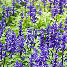 厂家批发正宗花海蓝花鼠尾草花卉种子花草庭院四季好种花籽好发芽