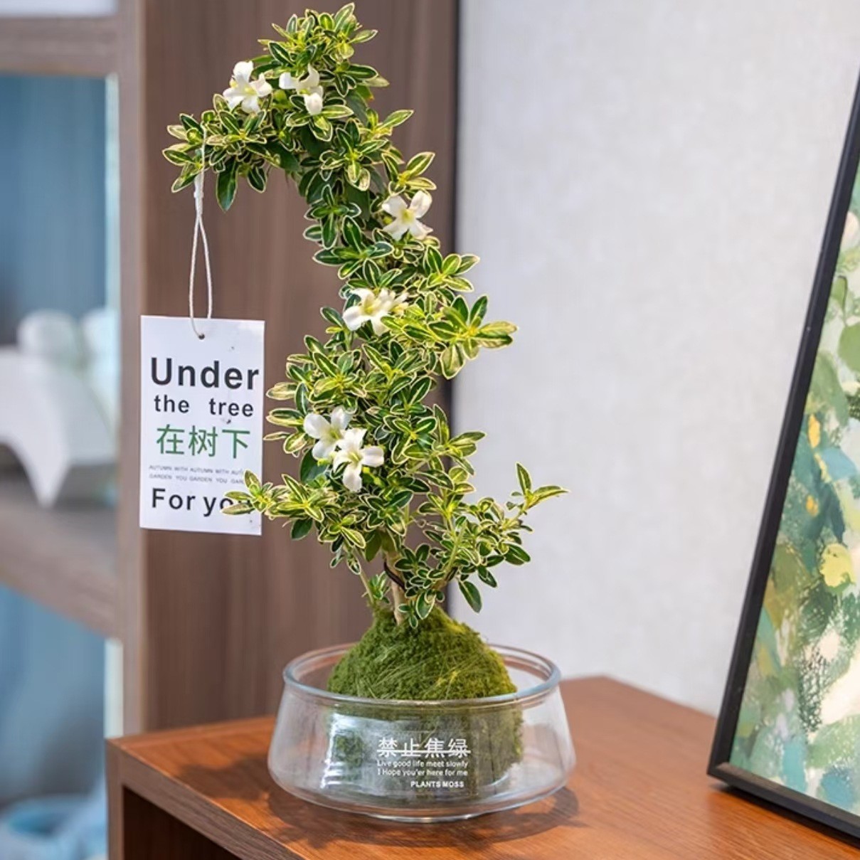 Golden Edge June Snow Bonsai Potted Plant, Indoor Desktop Office Flower, Easy-To-Care-For Bonsai, Hanging Green Plant