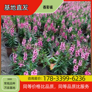 Xiangcaique Flower Seedling Potted Base Planting, Four-Season Flowering, Courtyard Planting, Green Plant Project, Greening Seedlings, Easy to Breed