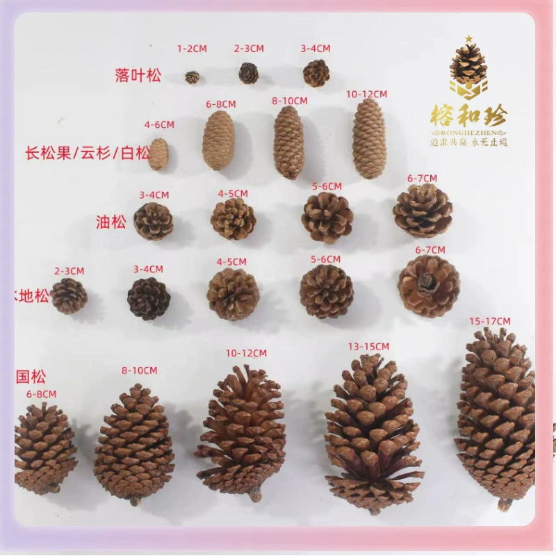 ➻Pine cones, natural pine cones, American pine, local pine, pine cones, Dalintou, pine flowers, pine cone crafts