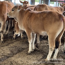 鲁西黄牛活体 鲁西黄牛牛苗养殖场 鲁西黄牛小公牛价格