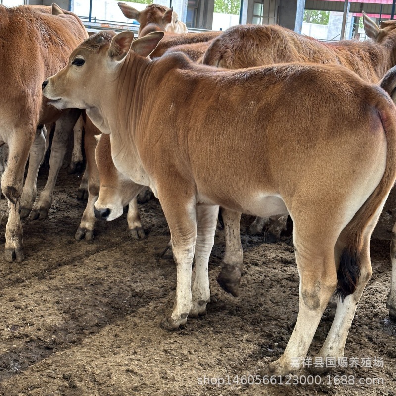 鲁西黄牛活体 鲁西黄牛牛苗养殖场 鲁西黄牛小公牛价格