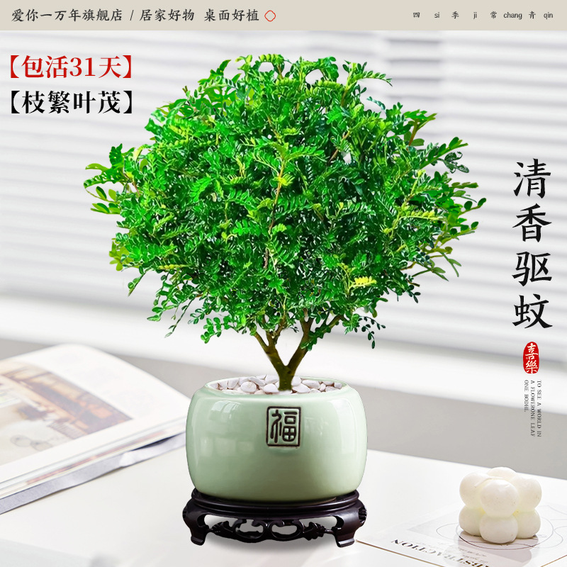 고급 향기로운 고추나무 + 투명한 연두색 도자기 세면대 + 원형 베이스 (포장석 + 영양분 포함)