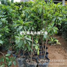 ���Ĺ�������ľ����Խ�Ϸ��ֵ������˲ι������ļ��������Ե���