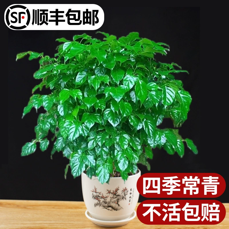 Дерево счастья Комнатное зеленое растение Толстый стержень Старый ворс Гостиная Богатство Дерево Денежное дерево Зеленое сокровище Вечнозеленое и хорошее для всех сезонов