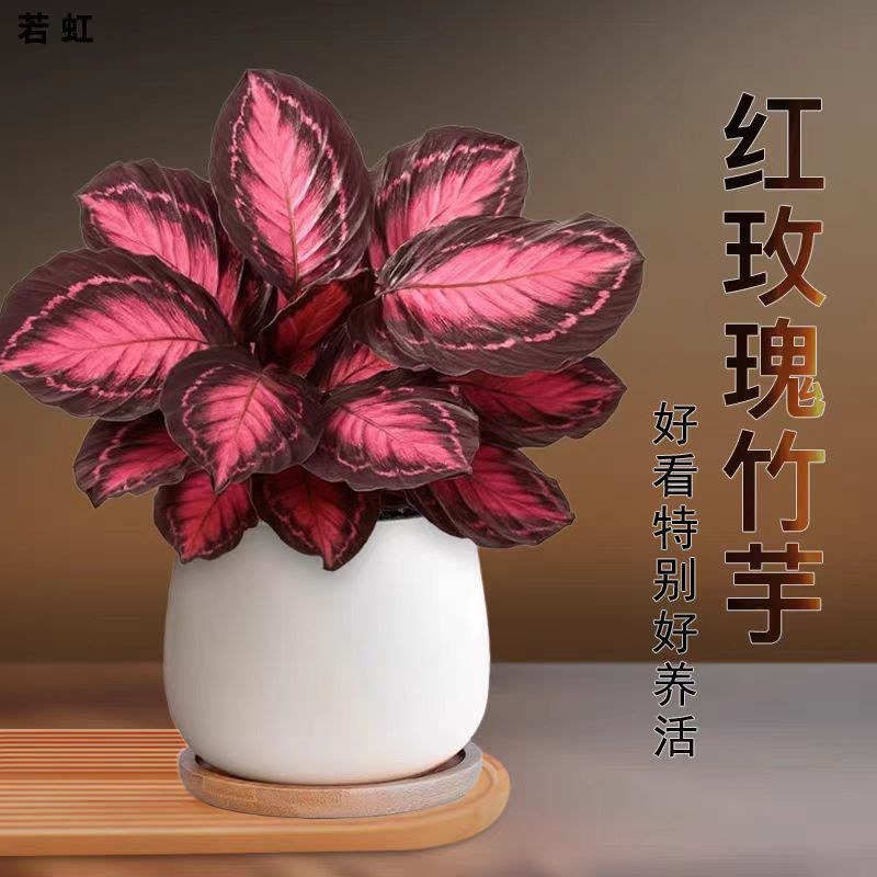 桌面净化空气彩叶芋花卉彩美丽竹芋幸运女神盆栽室内喜阴好养植物